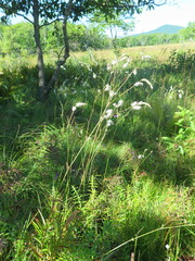 Sanguisorba parviflora
