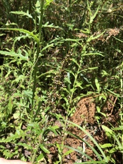 Gamochaeta americana