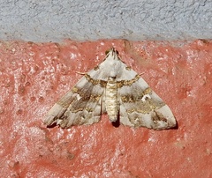 Sinarella discisigna