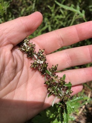 Gamochaeta americana