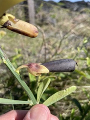 Crotalaria retusa