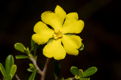 Hibbertia monogyna