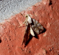 Sinarella discisigna