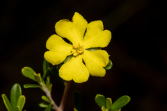 Hibbertia monogyna