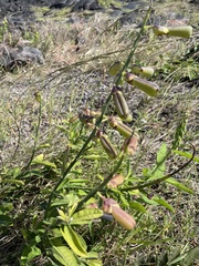 Crotalaria retusa