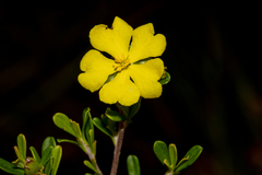 Hibbertia monogyna