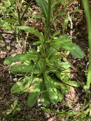 Gamochaeta americana