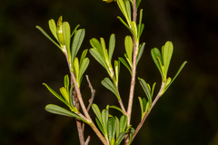 Hibbertia monogyna