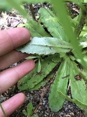 Gamochaeta americana