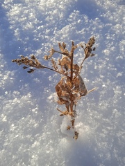 Axyris amaranthoides