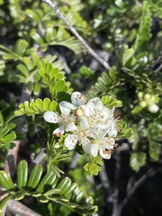 Osteomeles anthyllidifolia