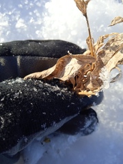 Axyris amaranthoides