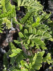 Osteomeles anthyllidifolia