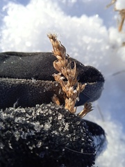 Axyris amaranthoides