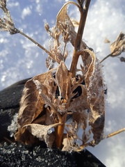 Axyris amaranthoides