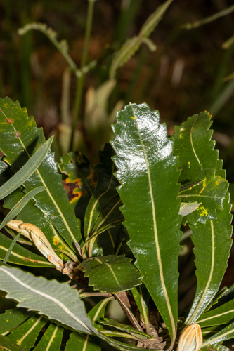 Banksia serrata