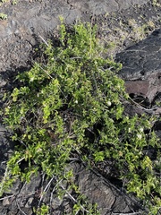 Osteomeles anthyllidifolia