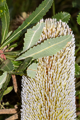 Banksia serrata
