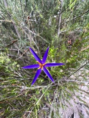 Calectasia intermedia