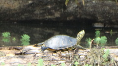 Trachemys scripta