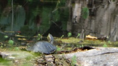 Trachemys scripta