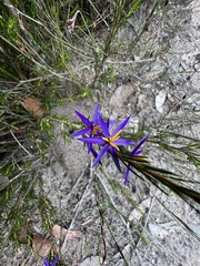 Calectasia intermedia