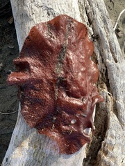 Chondracanthus exasperatus