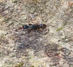 Harpegnathos venator