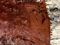 Chondracanthus exasperatus