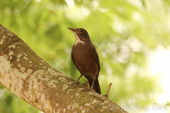 Turdus mandarinus