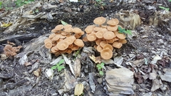 Desarmillaria caespitosa image