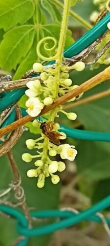 Pectoral Robust-Stingless bee