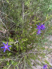 Calectasia intermedia