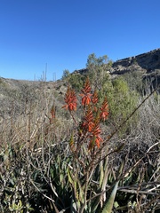 Aloe arborescens