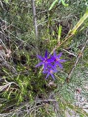 Calectasia intermedia