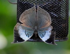 Kallima horsfieldii