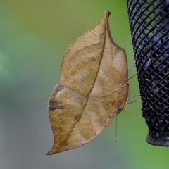 Kallima horsfieldii