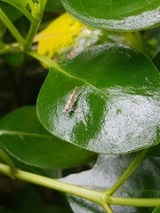 Pyroderces apparitella