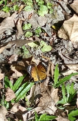Argynnis hyperbius hyperbius