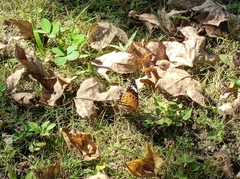 Argynnis hyperbius hyperbius