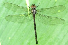 Gynacantha subinterrupta