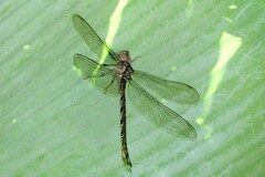 Gynacantha subinterrupta