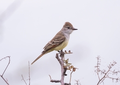 Myiarchus tyrannulus