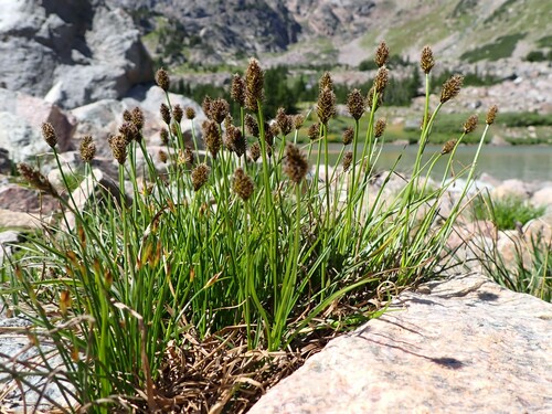 Carex nigricans