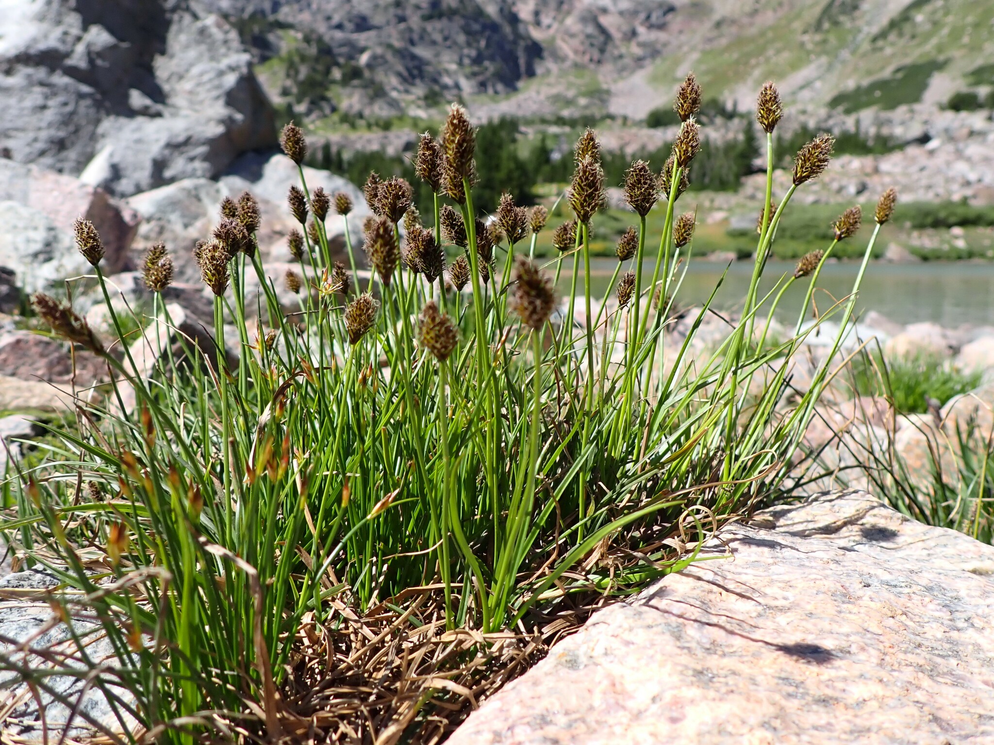 Carex nigricans