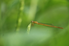 Ceriagrion rubiae