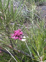 Grevillea confertifolia