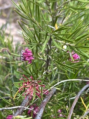Grevillea confertifolia