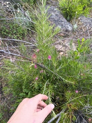 Grevillea confertifolia