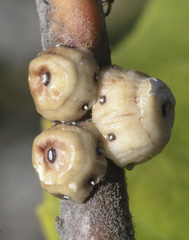 Ceroplastes cirripediformis